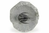Spiny Cyphaspis Trilobite - Ofaten, Morocco #245924-1